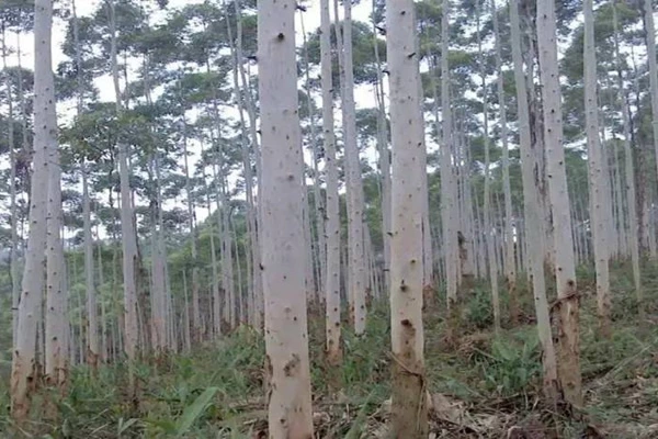 The origin of eucalyptus